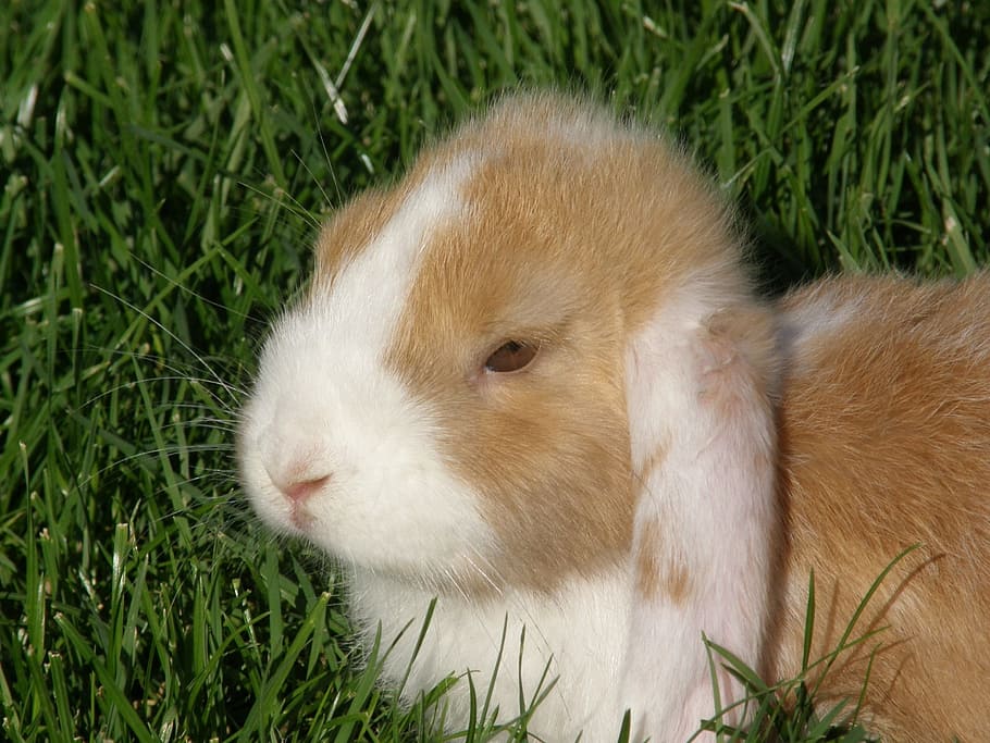 HD wallpaper: rabbit, floppy ear, portrait, pet, rodent, mammal, animal