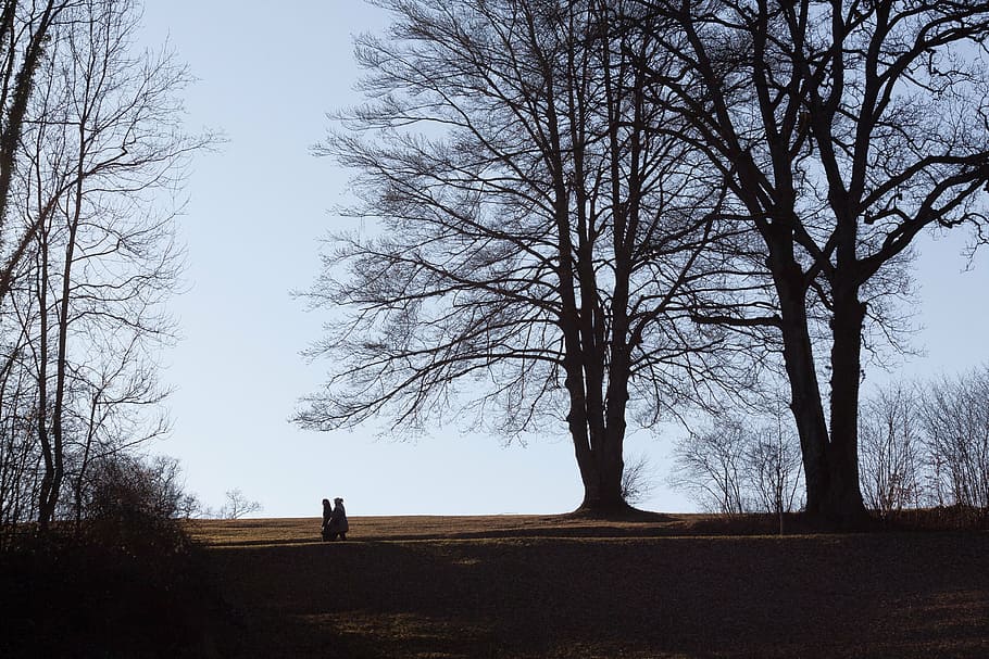 park, trees, walkers, spring, bare tree, land, sky, plant, real people HD wallpaper
