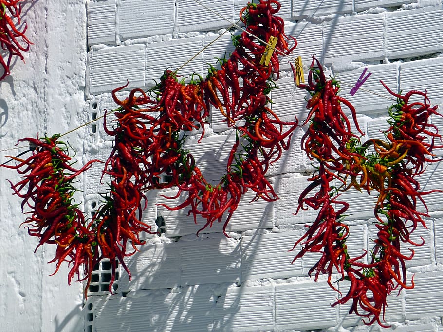 vegetable, chili pepper, drying, sun, food, red, food and drink HD wallpaper