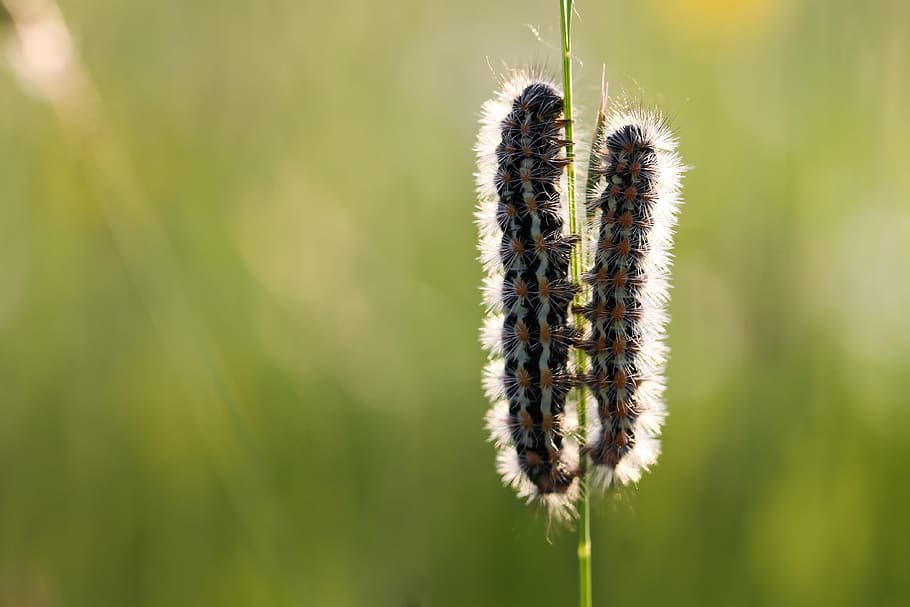 caterpillar, nature, meadow, macro, summer, plant, no people HD wallpaper