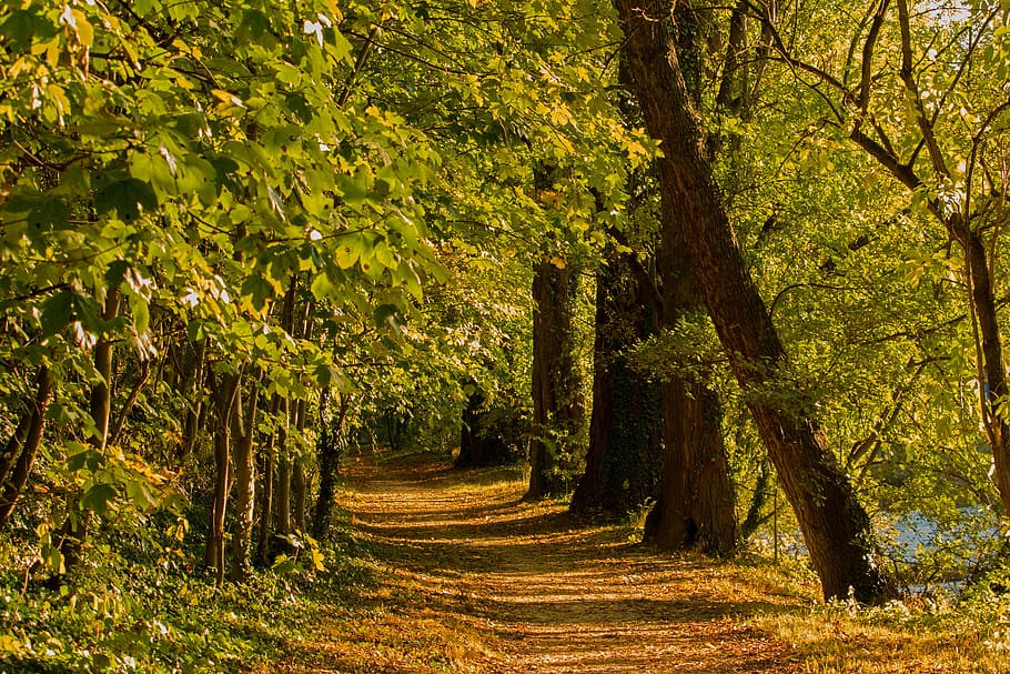 pathway in the middle of forest, forest path, autumn, nature HD wallpaper