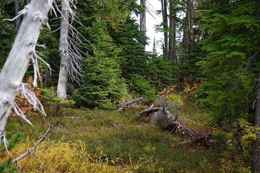 alpine meadow, mountain, forest, nature, landscape, wilderness HD wallpaper