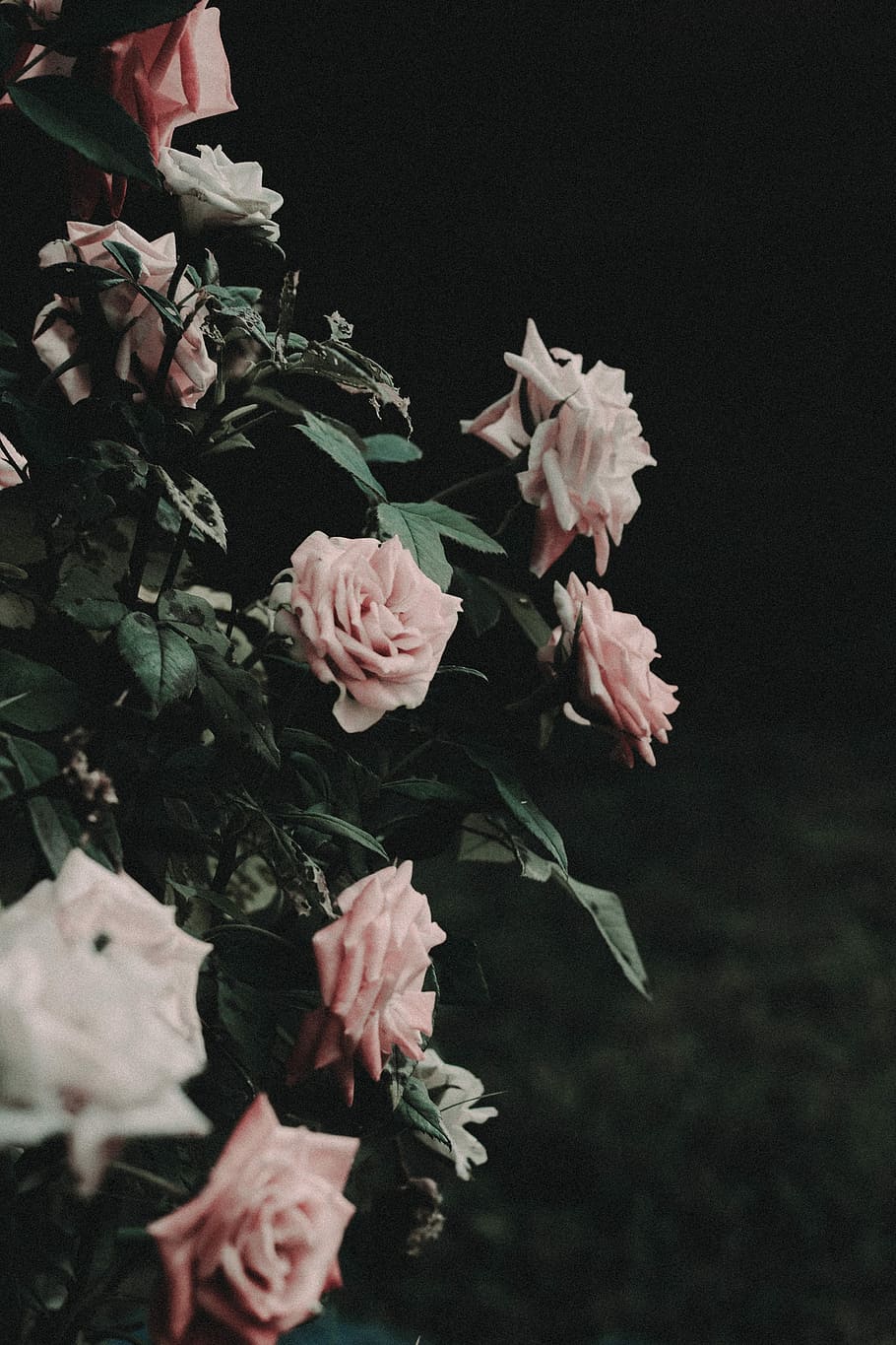selective photo of pink roses, white and pink rose plant, flower HD wallpaper