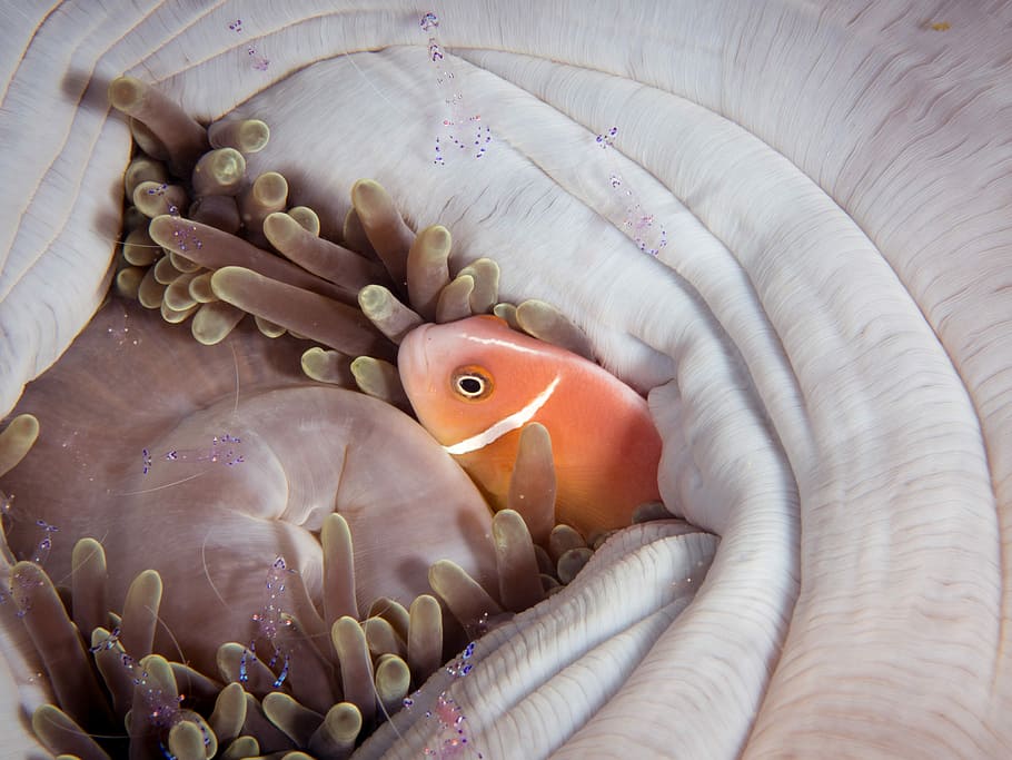 orange fish, orange and white clownfish, underwater, anenome, HD wallpaper