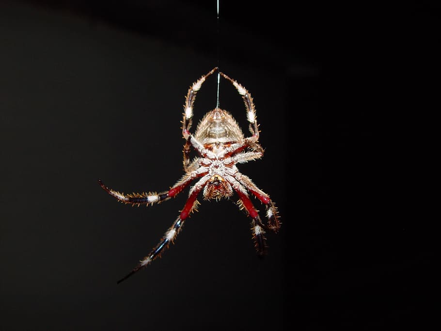 night, spider, spiders, bugs, insects, animals, fauna, animal themes HD wallpaper