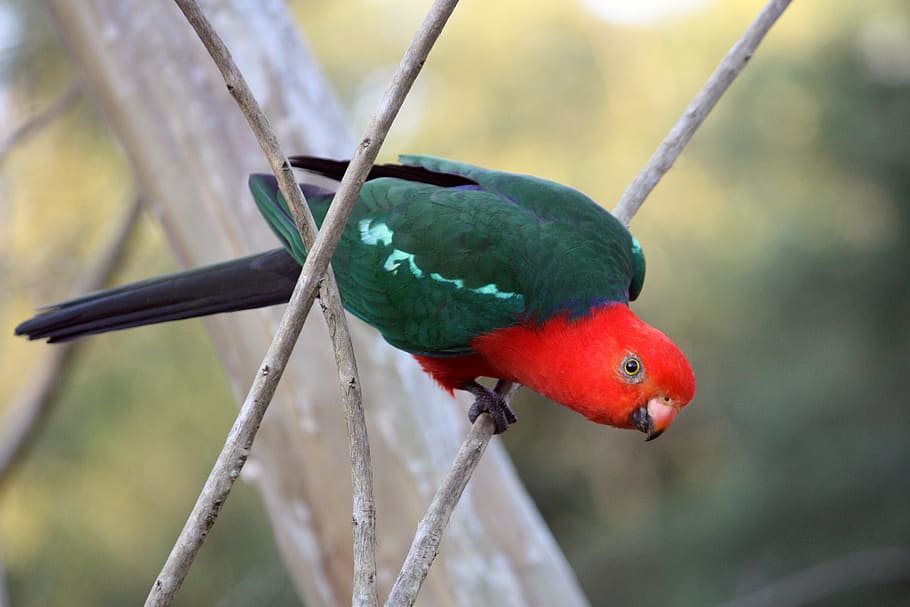 shallow focus photography of red and green parrot on branch of the tree, HD wallpaper