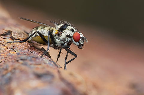 white and black fly on brown surface, insect, macro, compound eye HD wallpaper
