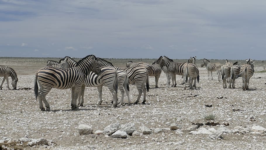 namibia, zebras, animal, striped, group of animals, mammal HD wallpaper