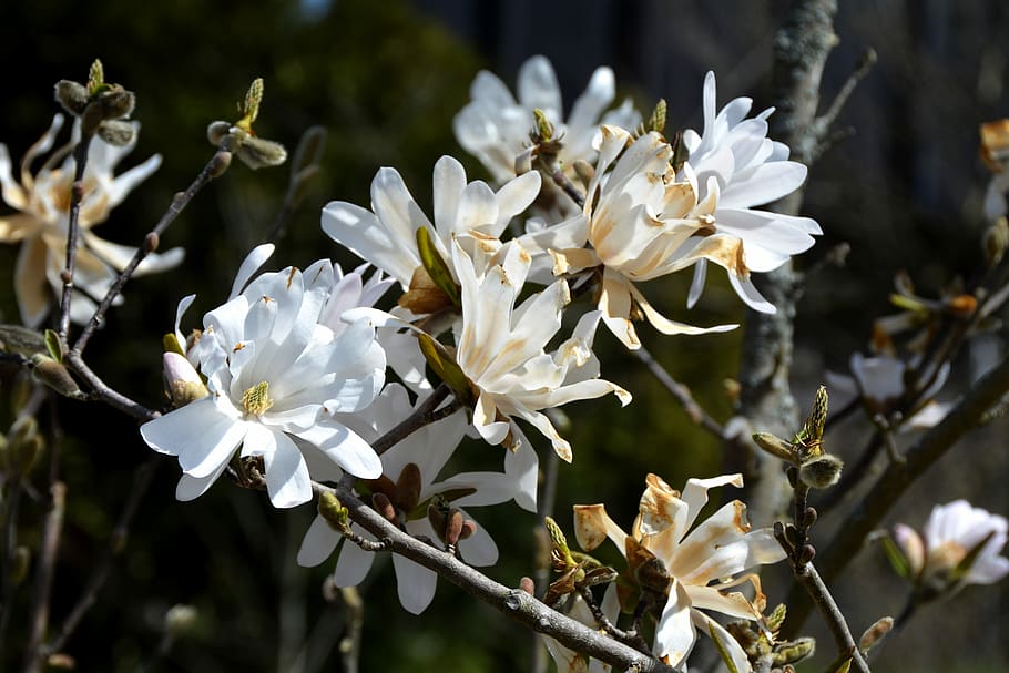 white petaled flowers during daytime, magnolia, spring, magnoliengewaechs HD wallpaper