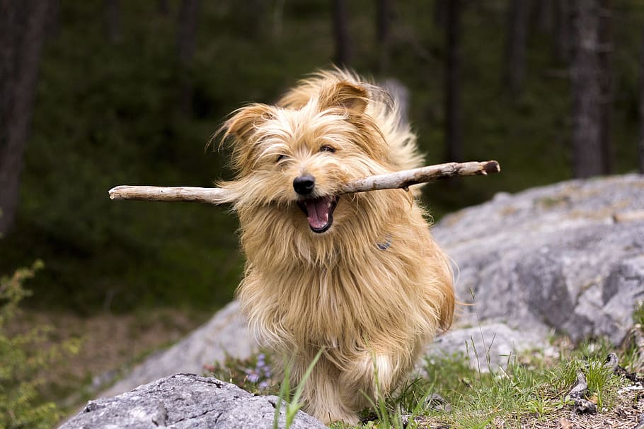 dog biting stick beside stone, floor, forest, hike, hiking HD wallpaper