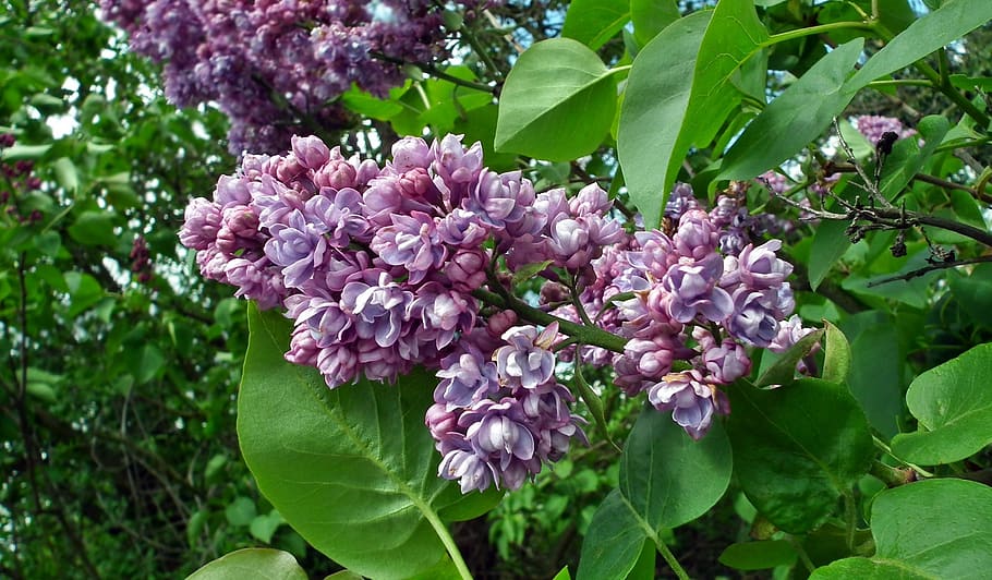 flower, without, tree, plant, garden, leaf, nature, flowering plant HD wallpaper