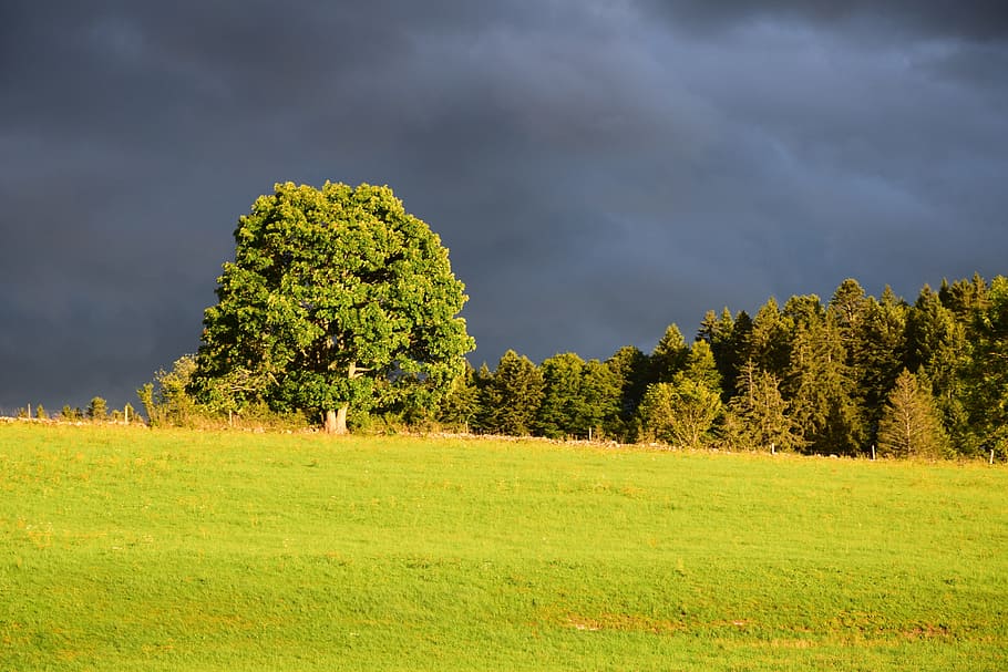 tree, dark, clouds, pre, light, green, field, sky, plant, land HD wallpaper