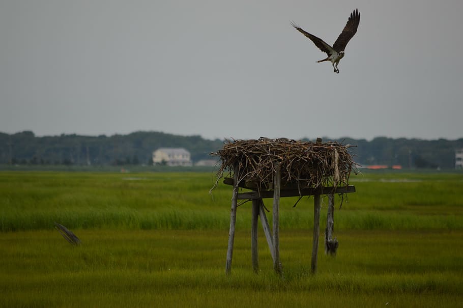 osprey, first flight, bird, fledgling, flying, nature, new jersey HD wallpaper