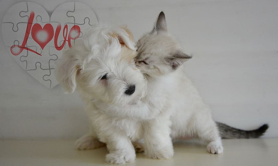 wirehaired white terrier puppy and kitten, doggy, love, heart, HD wallpaper