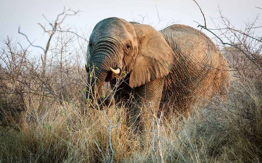 swaziland, africa, natural, savannah, expensive, elephant, animal, HD wallpaper