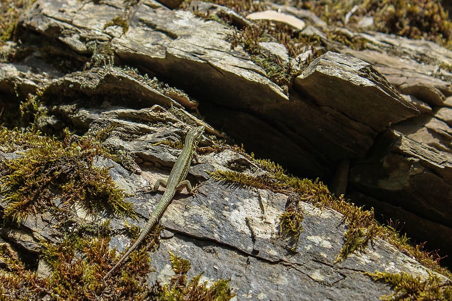 lizard, rock, animal, creature, macro, nature, reptile, dry HD wallpaper
