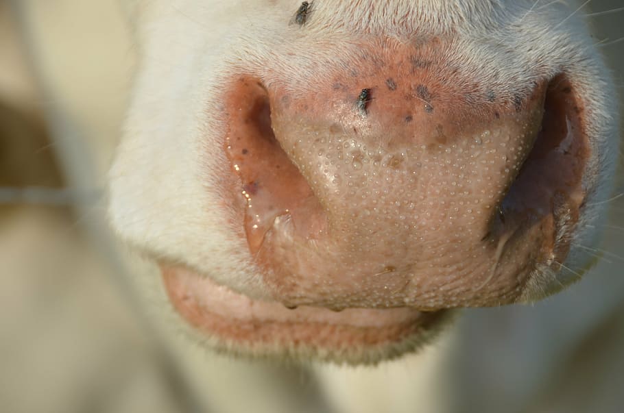 cow, animals, cattle, cows, white, spotted, mammal, dairy cows HD wallpaper