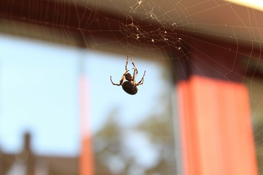 spider, spider web, arachnids, reserve, insect, invertebrate HD wallpaper