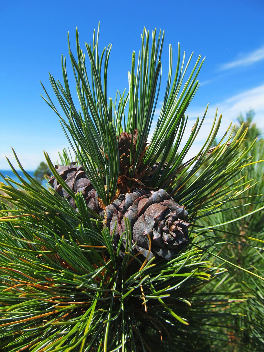 cedar, conifer, nature, coniferous tree, branch, needles, green HD wallpaper
