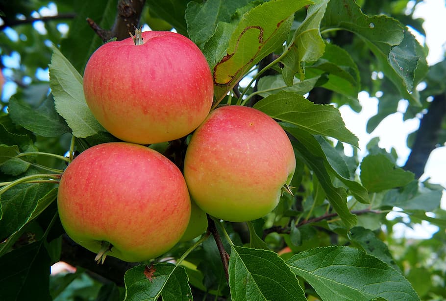 apple, fruit, red, healthy, frisch, vitamins, fruits, red apple HD wallpaper