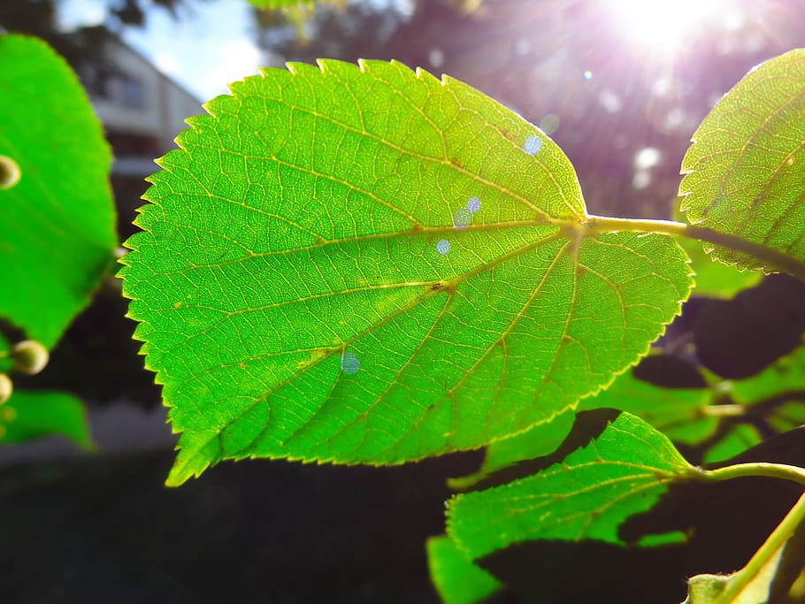 green leaf, sunlight, jagged, plant part, green color, close-up HD wallpaper