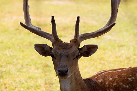 hirsch, axis deer, red deer, forest, antler, wildlife park HD wallpaper