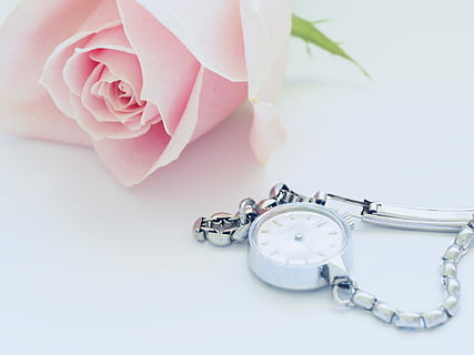 round white analog watch beside pink rose, round white analog watch with silver-colored bracelet beside pink rose HD wallpaper