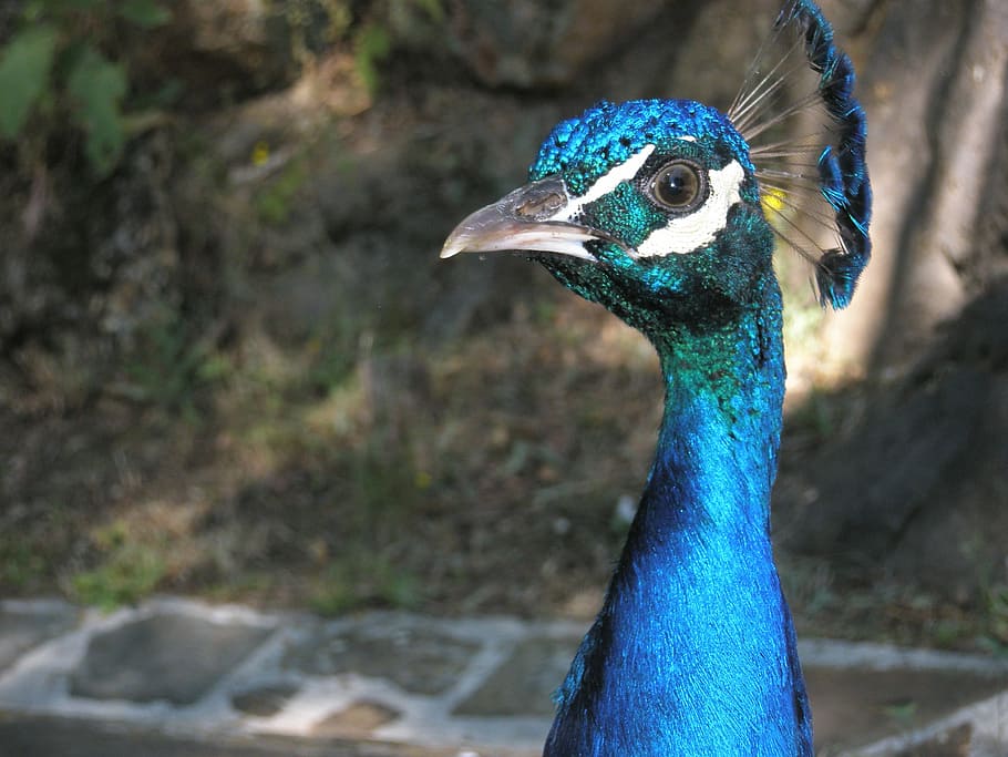Turkey, Birds, Peacock, royal, one animal, animal themes, animal wildlife, HD wallpaper