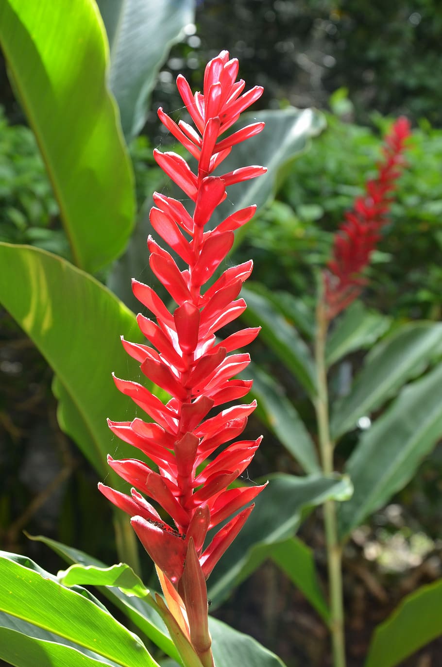 Flower, Jungle, red, leaf, growth, plant, nature, tropical climate HD wallpaper