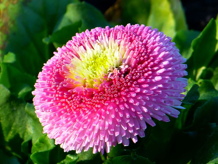 yellow and purple flower, bellis, blossom, bloom, daisy, multiannual daisy, HD wallpaper