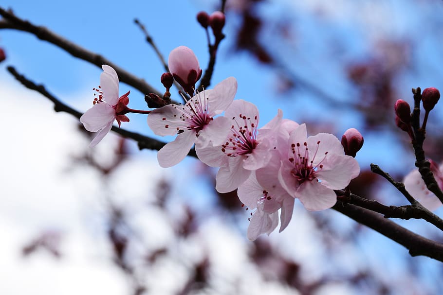 nature, flowers, pink, flowering plant, blossom, tree, freshness HD wallpaper