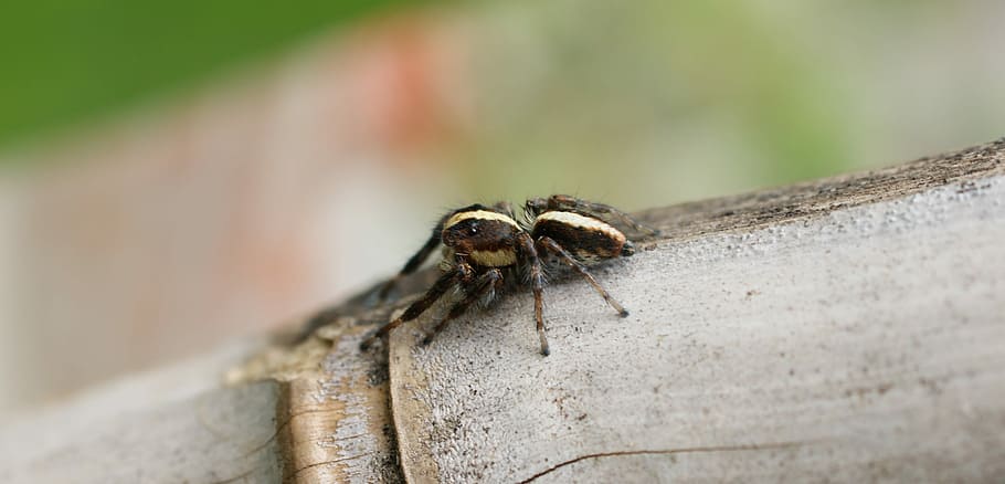 insect, spider, macro, colombia, animal wildlife, one animal HD wallpaper