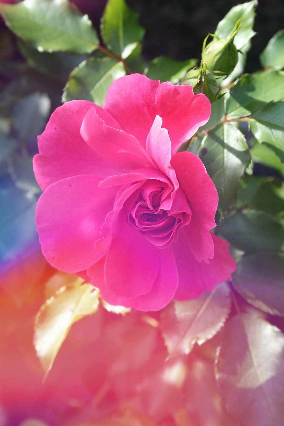 Garden, Flower, Light, Summer, rose, foliage, pink flower, flowers HD wallpaper