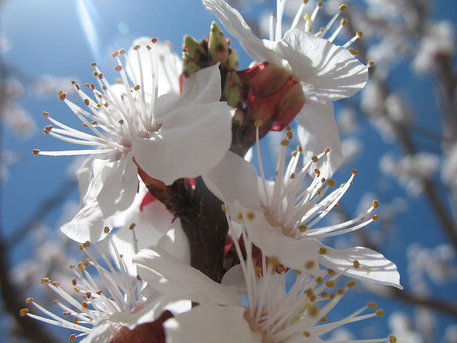 blossom, spring, sky, white, branch, plant, cherry, flower HD wallpaper