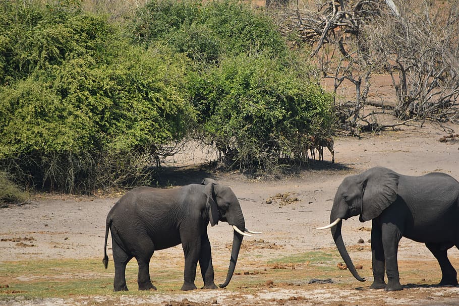 Elephant, Fight, Botswana, Combat, elephant fight, animals in the wild HD wallpaper