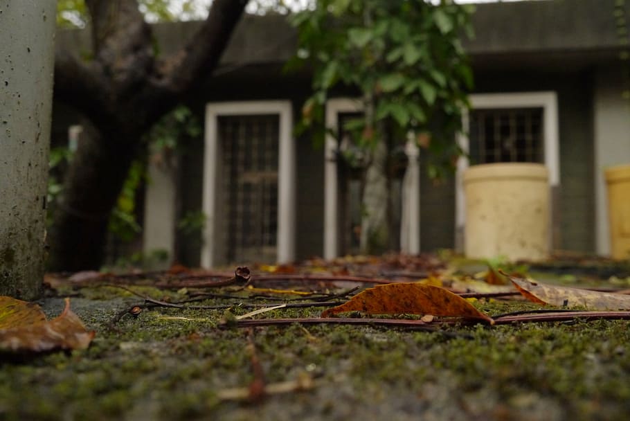 autumn, falling leaf, architecture, built structure, building exterior HD wallpaper