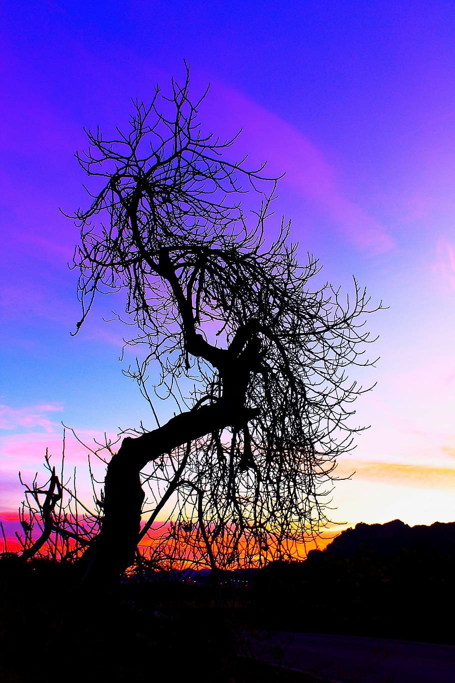 dawn, shadow, blue, black, dark, sky, tree, branch, trunk, sunset HD wallpaper