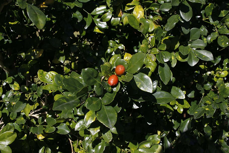 fruit fact, views, underbrush, foliage, healthy eating, leaf HD wallpaper
