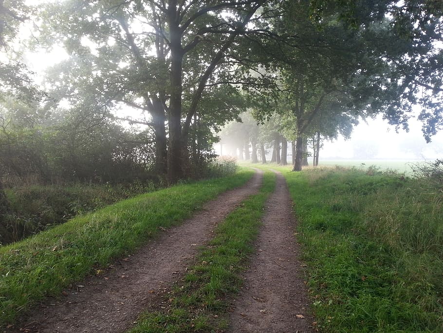 path, forest, green, nature, landscape, tree, outdoors, grass HD wallpaper