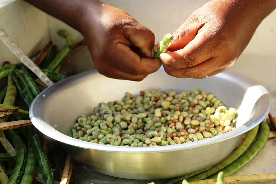 fair, beans, agriculture, food, hand, human hand, food and drink HD wallpaper