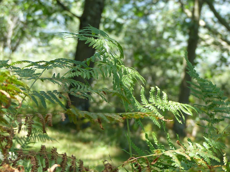 fern, tree, nature, forest, green, landscape, plant, wallpaper HD wallpaper