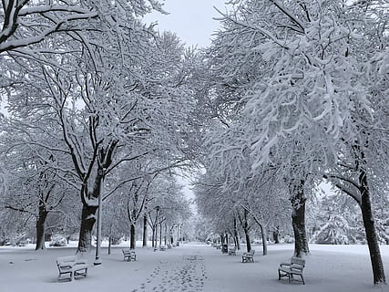 Beautiful morning in Washington Park, trees with snow, winter HD wallpaper