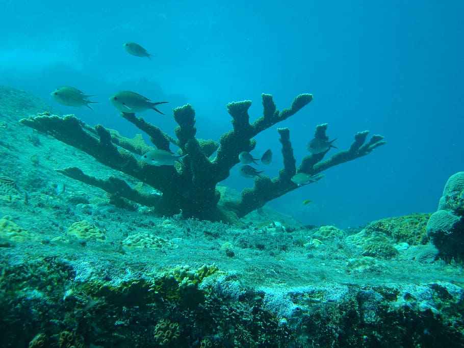 sea, fish, tree, submarine, coral reef, undersea, underwater HD wallpaper