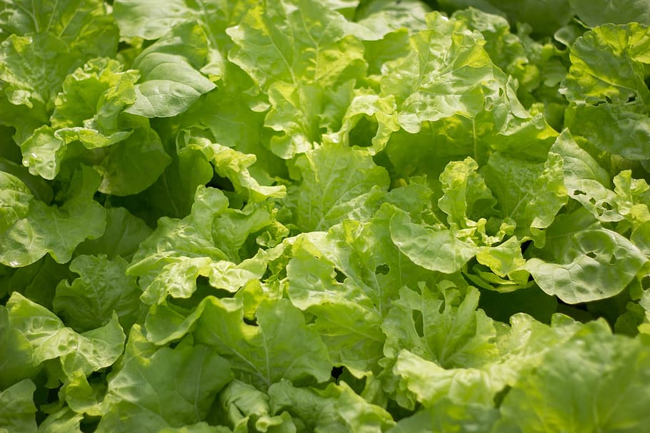 vegetable, salad, green leaf, green color, food and drink, plant part HD wallpaper
