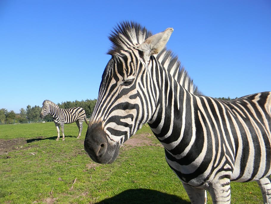 zebra, stripes, zoo, animal, animal themes, animal wildlife HD wallpaper
