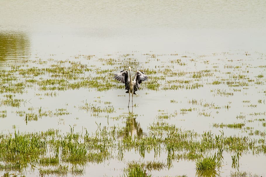 grey heron, eastern, bird, one animal, animal themes, water HD wallpaper