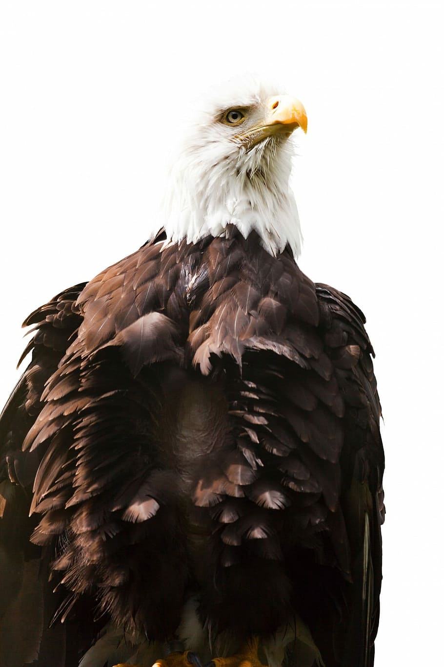 Eagle, American, Bird, White, America, endangered, raptor, feather HD wallpaper