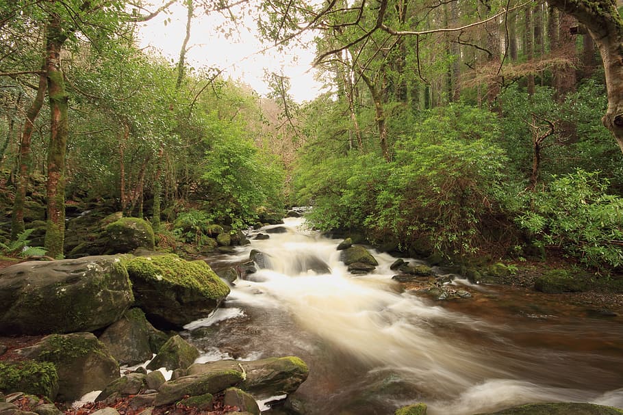 killarney, water, kerry, nature, tree, forest, plant, beauty in nature HD wallpaper