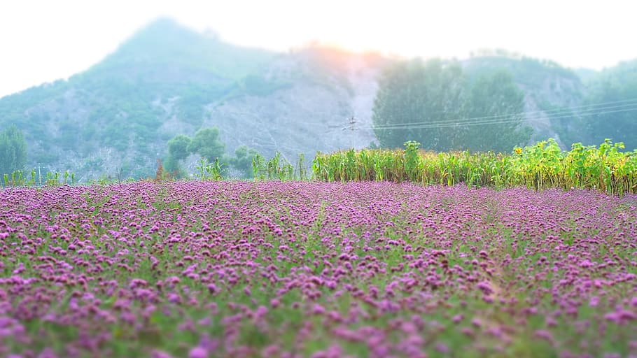lavender, vanilla, flowers, plant, beauty in nature, flowering plant HD wallpaper