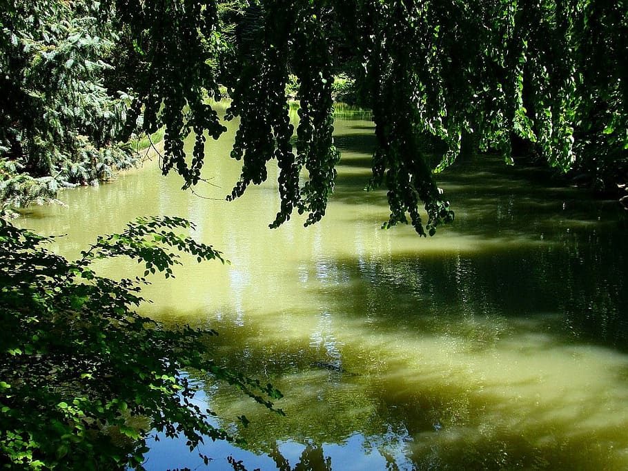 Nature, Tree, Pond, Water, Leaf, Mirror, reflection, sun, tranquil scene HD wallpaper